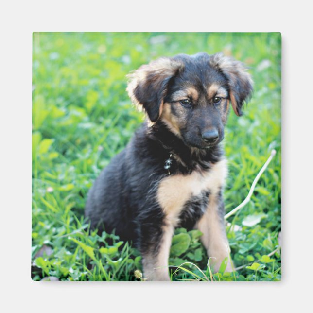 Imán Pastor alemán (Frente)