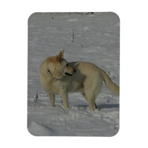 Imán Pastor alemán blanco en la nieve