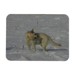 Imán Pastor alemán blanco en la nieve