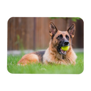 Imán Pastor Alemán Con Pelota De Tenis