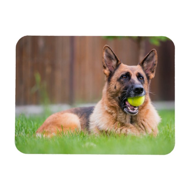 Imán Pastor Alemán Con Pelota De Tenis (Horizontal)