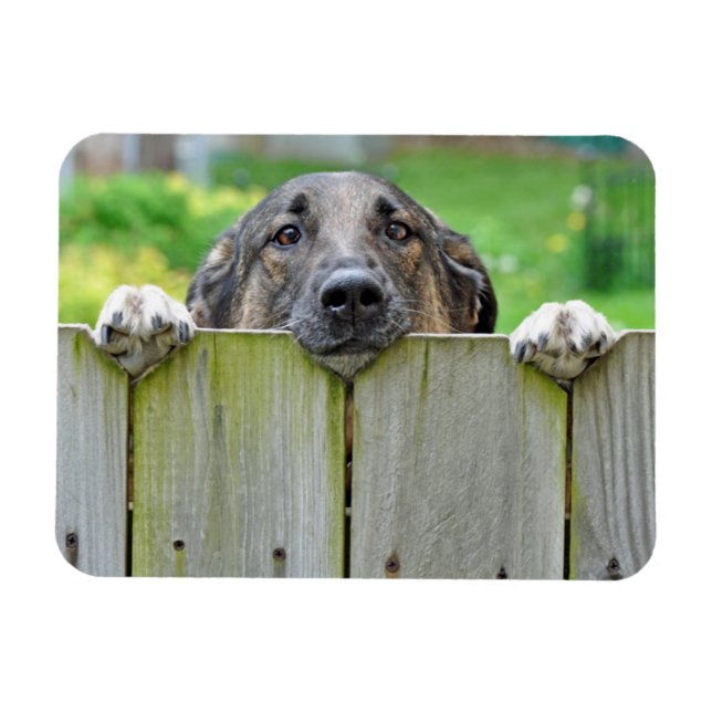 Imán Pastor alemán mirando la cerca (Horizontal)