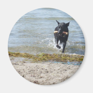 Imán Pastor alemán negro de la laca