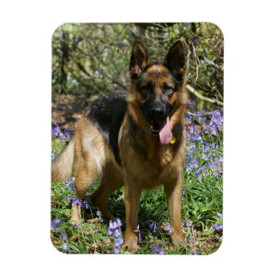 Imán Pastor alemán tumbado