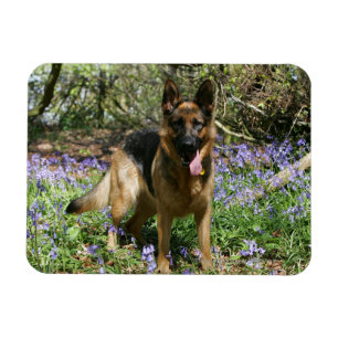 Imán Pastor alemán tumbado