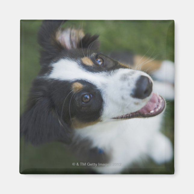 Imán Pastor australiano parado en patas traseras (Frente)