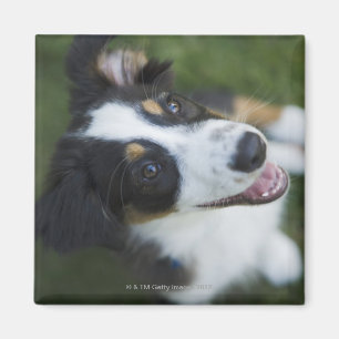 Imán Pastor australiano que se coloca en las piernas