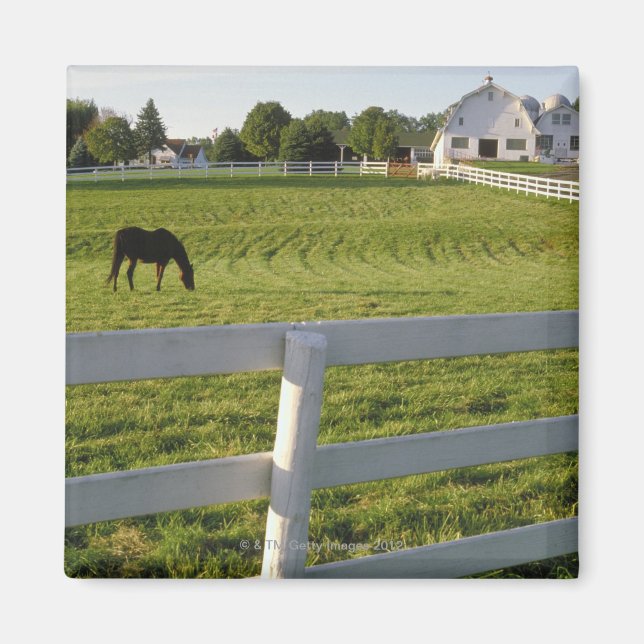 Imán Pastoreo de caballos en la granja (Frente)