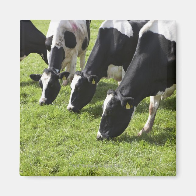 Imán Pastoreo de vacas lecheras en pastos (Frente)