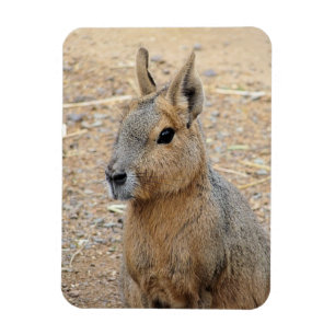 IMÁN PATAGONIAN MARA WILD ANIMAL