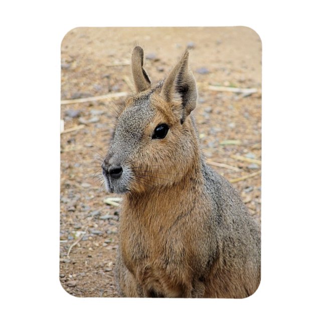 IMÁN PATAGONIAN MARA WILD ANIMAL (Vertical)
