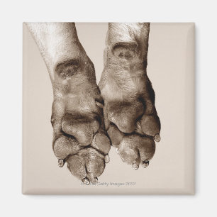 Imán Patas de los perros
