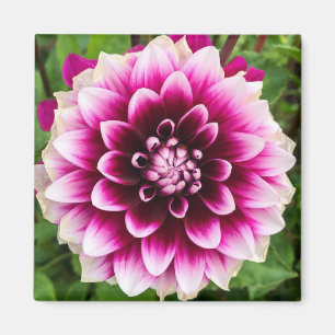 Imán Patches Dahlia