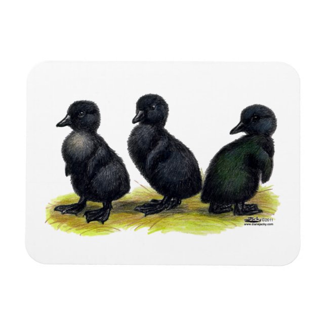 Imán Patitos de Cayuga Negra (Horizontal)