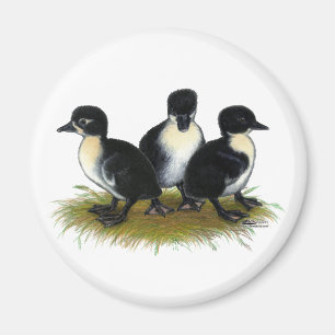 Imán Patitos Suecos Negros
