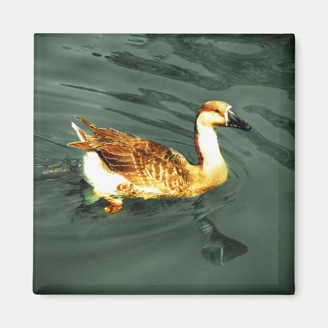 Imán Pato (Frente)