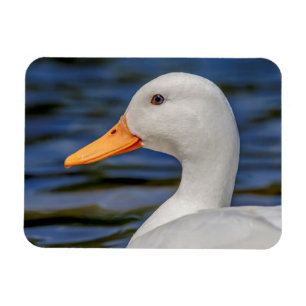 Imán Pato blanco del pato silvestre