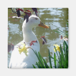 Imán Pato Blanco En Daffodis