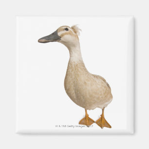 Imán Pato con cresta femenino, 3 años