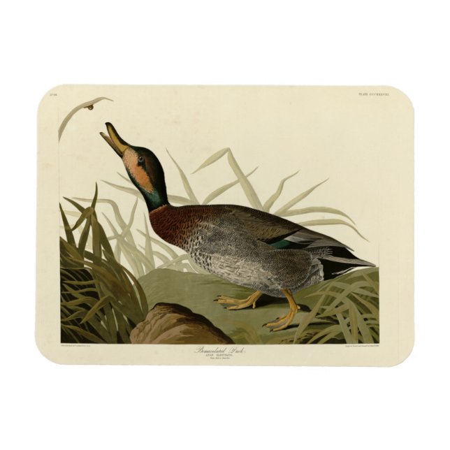 Imán Pato de Bemaculated (Brewer's), Aves Audubónicas A (Horizontal)