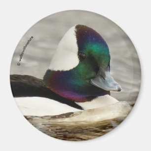 Imán Pato de Bufflehead en el estanque