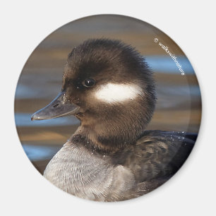 Imán Pato de Bufflehead en las aguas soleadas