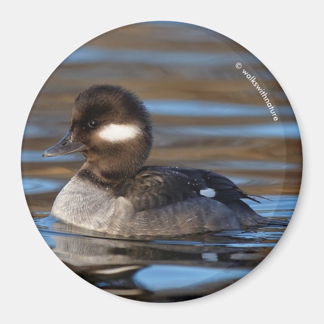 Imán Pato de Bufflehead en las aguas soleadas (Frente)