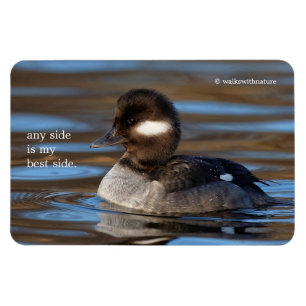 Imán Pato de Bufflehead en las aguas soleadas