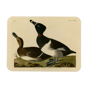 Imán Pato de cuello anillado de los pájaros de América 