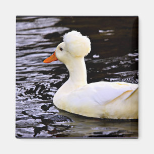 Imán Pato de gallo blanco