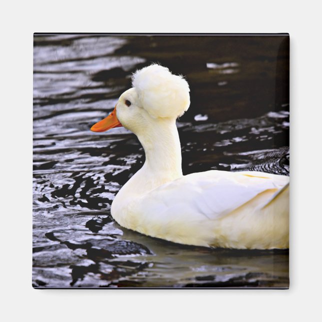 Imán Pato de gallo blanco (Frente)