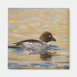 Imán Pato de Goldeneye común femenino