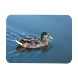 Imán Pato de la natación