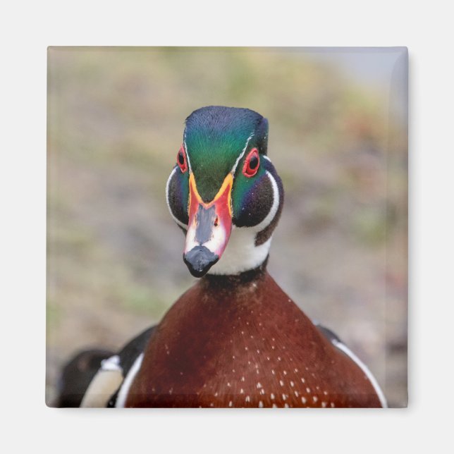 Imán Pato de madera (Frente)