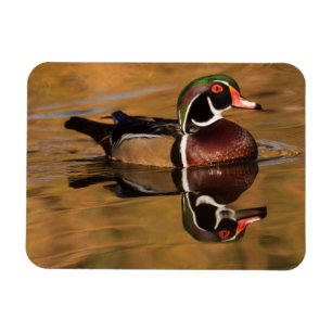 Imán Pato de madera en el lago Dorado