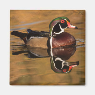 Imán Pato de madera en el lago Dorado
