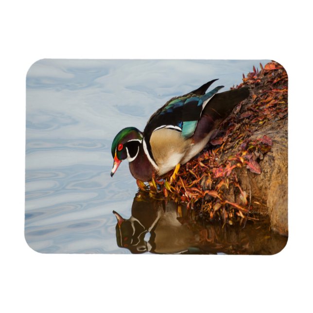 Imán Pato de madera en la orilla (Horizontal)