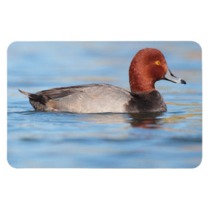 Imán Pato de pelirroja macho
