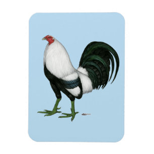Imán Pato de plata gamecock