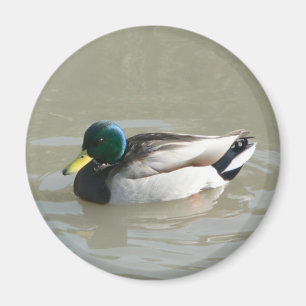 Imán "Pato del pato silvestre "