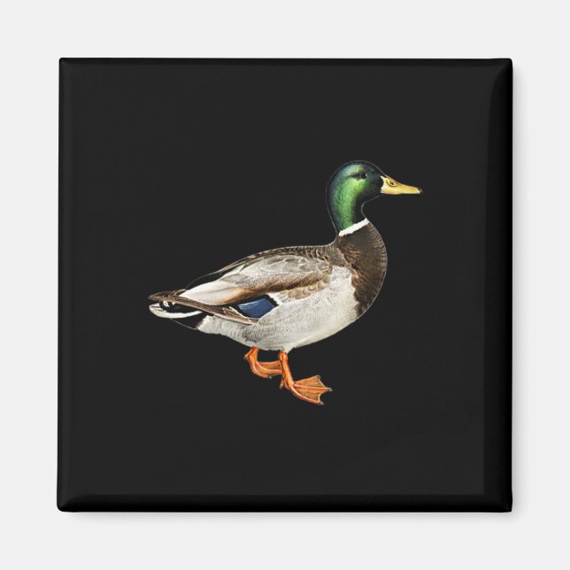 Imán Pato Drake Mallard Logo de Bolsillo Patos Silbones (Frente)