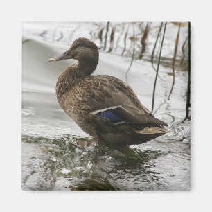 Imán Pato gris en la oscuridad del lago