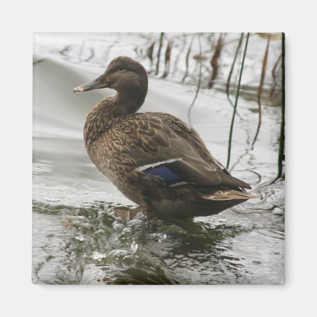 Imán Pato gris en la oscuridad del lago (Frente)