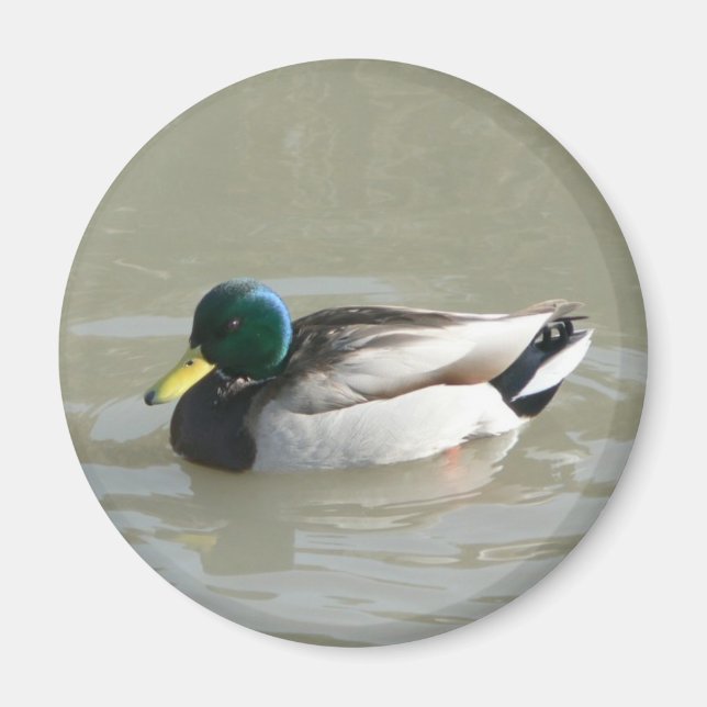 Imán "Pato Mallard" (Frente)