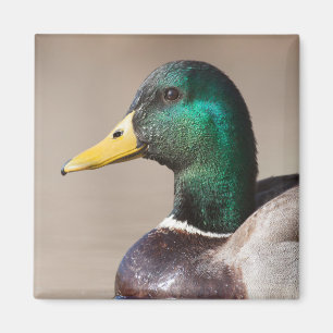 Imán Pato mallard
