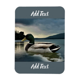 Imán Pato Mallard En El Lago