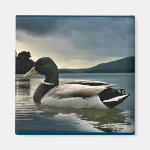 Imán Pato Mallard En El Lago