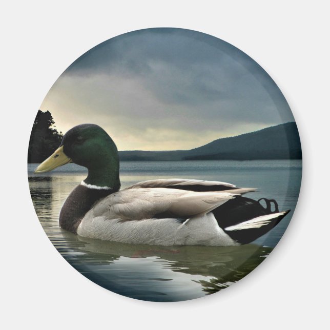 Imán Pato Mallard En El Lago (Frente)