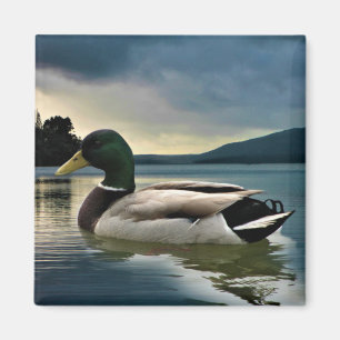 Imán Pato Mallard En El Lago