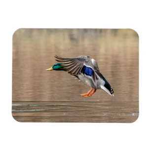 Imán Pato Mallard en vuelo